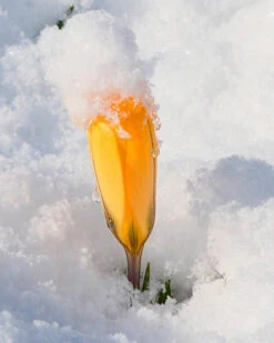 Crocus 'Yellow' -Flowers Sales Store crocus yellow 1