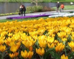 Crocus 'Yellow' -Flowers Sales Store crocus yellow 7