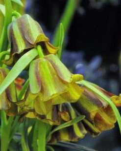 Flowers Sales Store -Flowers Sales Store fritillaria acmopetala 1