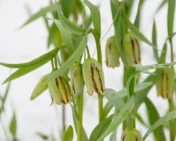 Fritillaria Acmopetala 25 Fritillaria Acmopetala -Flowers Sales Store fritillaria acmopetala 3