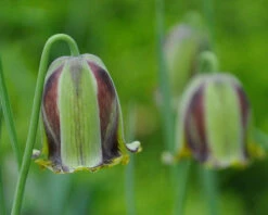 Fritillaria Acmopetala 19 Fritillaria Acmopetala -Flowers Sales Store fritillaria acmopetala 7