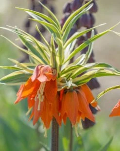 Flowers Sales Store -Flowers Sales Store fritillaria aureomarginata 1