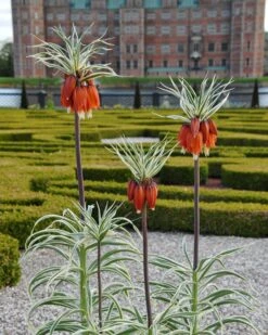 Fritillaria Imperialis 'Aureomarginata'