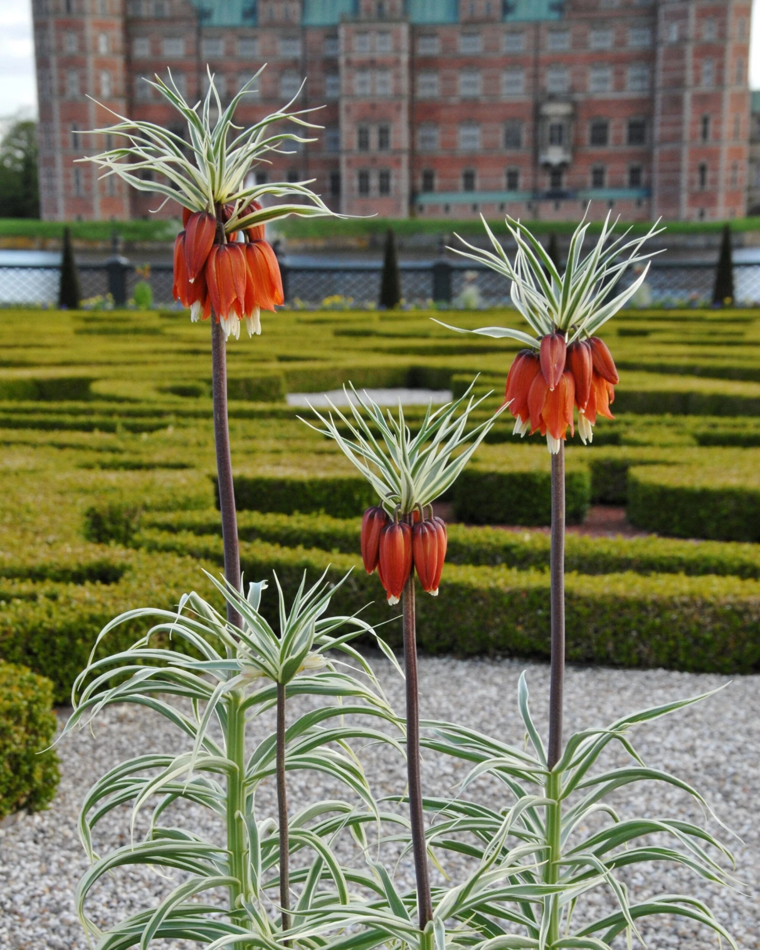 Fritillaria Imperialis 'Aureomarginata' 3 Fritillaria Imperialis 'Aureomarginata'