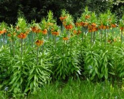 Fritillaria Imperialis 'Aurora' -Flowers Sales Store fritillaria aurora 1