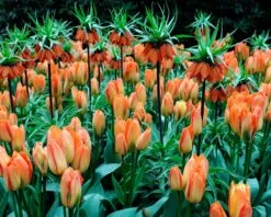 Fritillaria Imperialis 'Aurora' -Flowers Sales Store fritillaria aurora 1 daaa9e88 c67d 4260 8720 f3936b5f5809