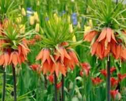 Fritillaria Imperialis 'Aurora' -Flowers Sales Store fritillaria aurora 2 36ac8a0f ba4d 446b 8ce4 b4d9ffa4faa2