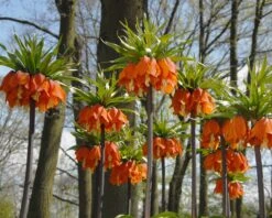 Fritillaria Imperialis 'Aurora' -Flowers Sales Store fritillaria aurora 3