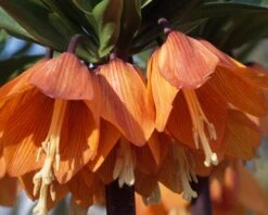 Fritillaria Imperialis 'Aurora' -Flowers Sales Store fritillaria aurora 3 627aca8b e924 4302 b3e6 20b86e371a85