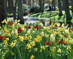 Fritillaria Imperialis 'Aurora' -Flowers Sales Store fritillaria aurora 4