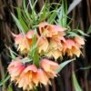 Fritillaria 'Early Fantasy' 1 Fritillaria 'Early Fantasy' -Flowers Sales Store fritillaria early fantasy 1