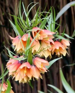 Fritillaria 'Early Fantasy'