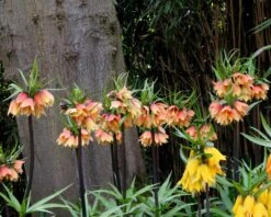 Fritillaria 'Early Fantasy' -Flowers Sales Store fritillaria early fantasy 3