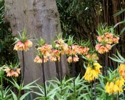 Fritillaria 'Early Fantasy' -Flowers Sales Store fritillaria early fantasy 5