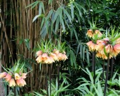 Fritillaria 'Early Fantasy' -Flowers Sales Store fritillaria early fantasy 6