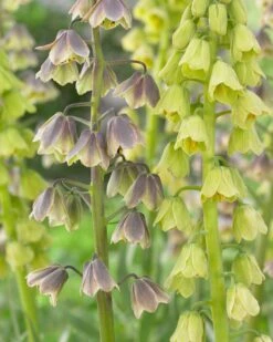 Fritillaria 'Green Dreams' -Flowers Sales Store fritillaria green dreams 2
