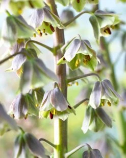 Fritillaria 'Green Dreams' -Flowers Sales Store fritillaria green dreams 3