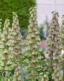Fritillaria 'Green Dreams' -Flowers Sales Store fritillaria green dreams 5