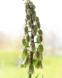 Fritillaria 'Green Dreams' -Flowers Sales Store fritillaria green dreams 6