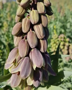 Fritillaria 'Green Dreams' -Flowers Sales Store fritillaria green dreams 8