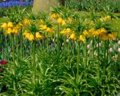 Fritillaria Imperialis 'Lutea' 21 Fritillaria Imperialis 'Lutea' -Flowers Sales Store fritillaria imperalis lutea 1