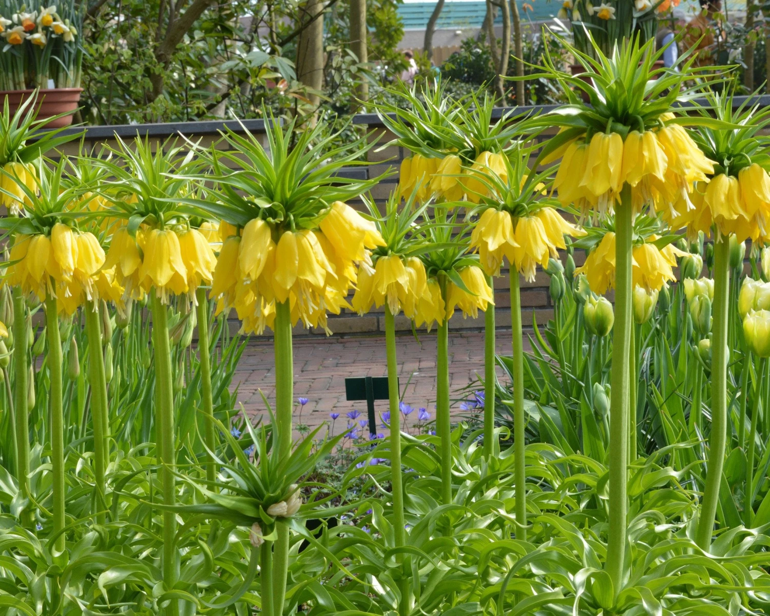 Fritillaria Imperialis 'Lutea' 6 Fritillaria Imperialis 'Lutea' - Image 4