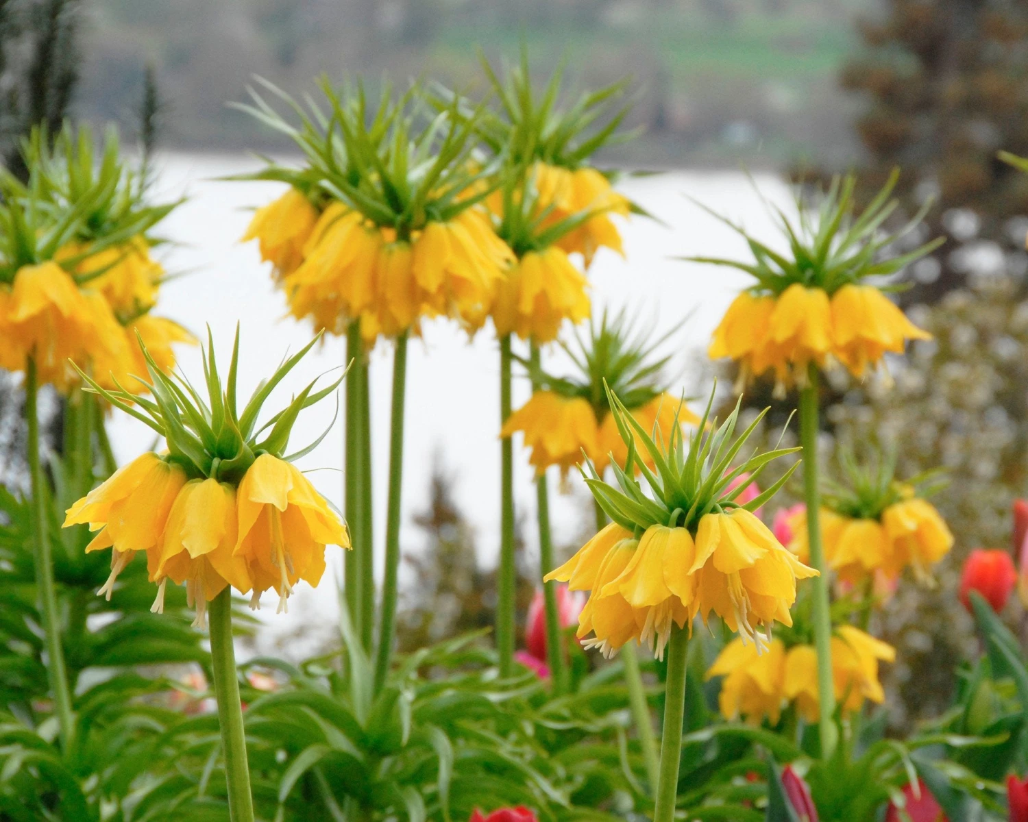 Fritillaria Imperialis 'Lutea' 4 Fritillaria Imperialis 'Lutea' - Image 2