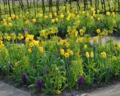 Fritillaria Imperialis 'Lutea' 19 Fritillaria Imperialis 'Lutea' -Flowers Sales Store fritillaria imperalis lutea 7