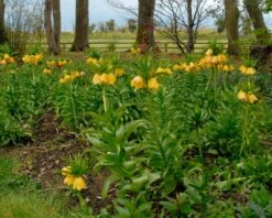 Fritillaria Imperialis 'Lutea' 25 Fritillaria Imperialis 'Lutea' -Flowers Sales Store fritillaria imperalis lutea 8