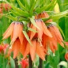 Fritillaria Imperialis 'Aurora' -Flowers Sales Store fritillaria imperialis aurora 12