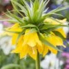 Fritillaria Imperialis 'Lutea' 1 Fritillaria Imperialis 'Lutea' -Flowers Sales Store fritillaria imperialis lutea 12