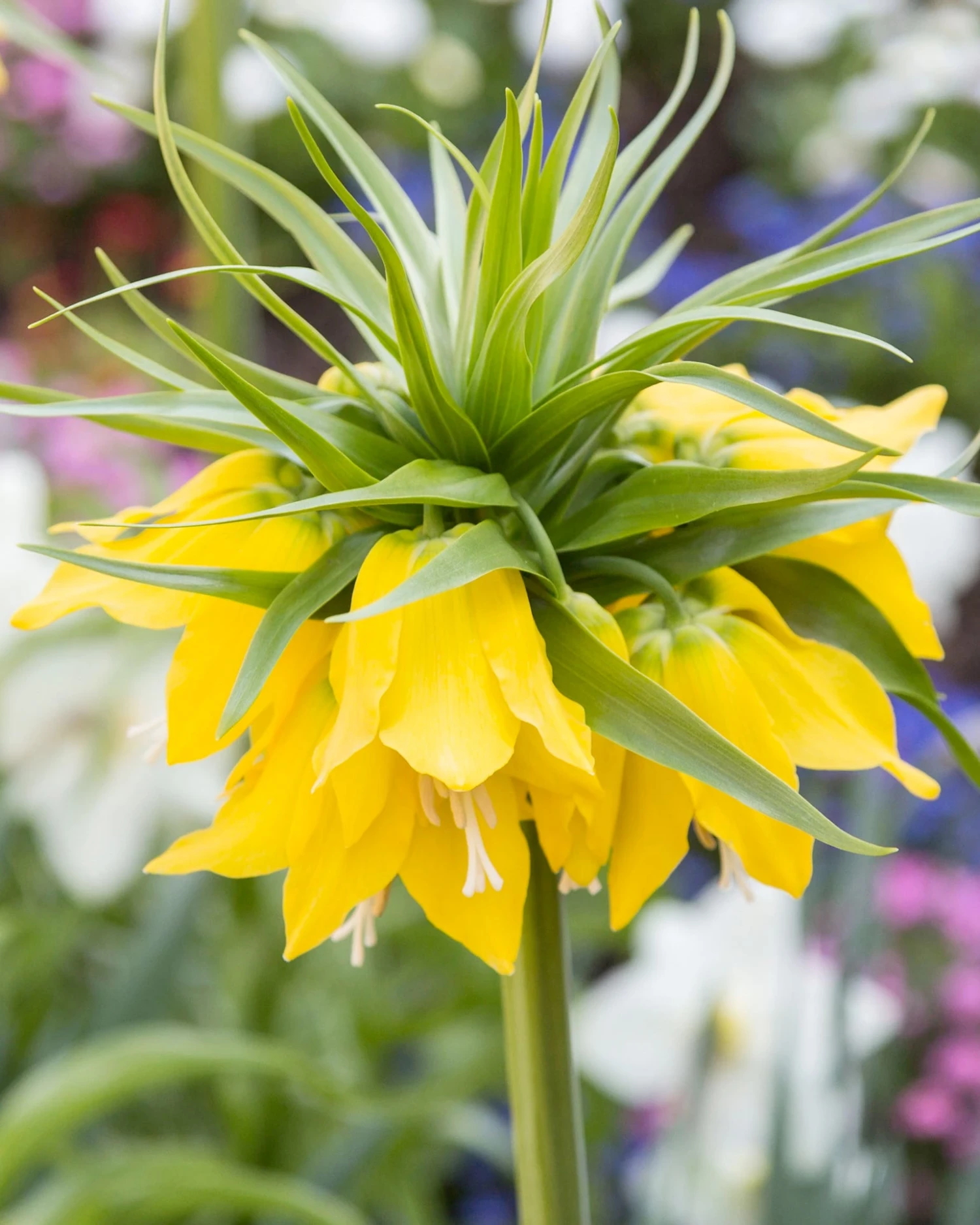 Fritillaria Imperialis 'Lutea' 3 Fritillaria Imperialis 'Lutea'
