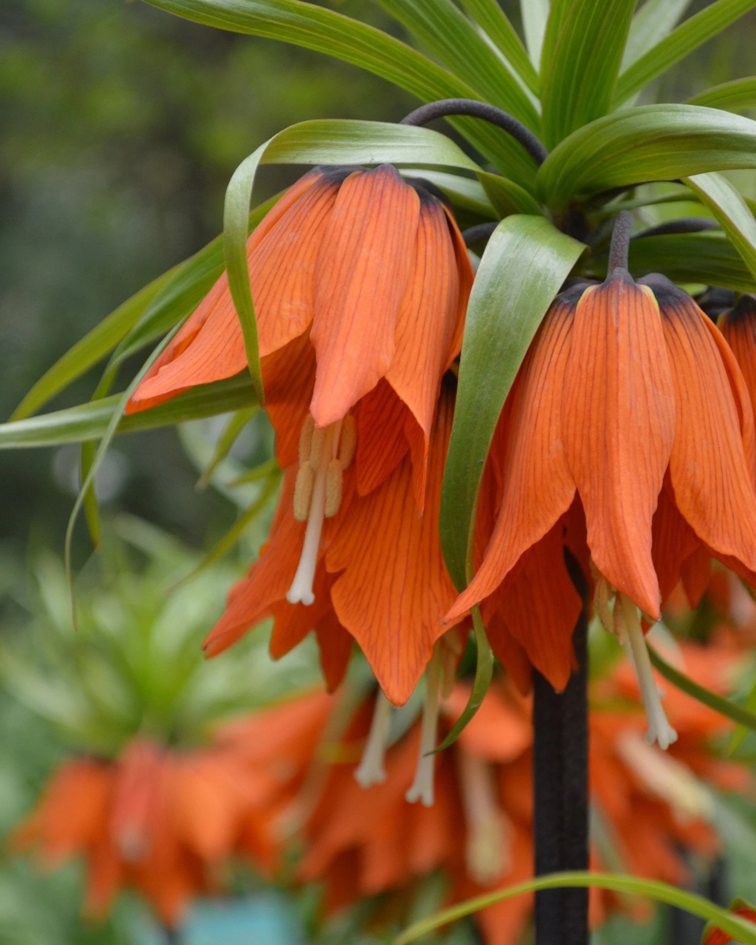 Fritillaria Imperialis 'Rubra' 8 Fritillaria Imperialis 'Rubra' - Image 6