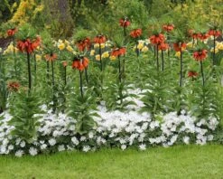 Fritillaria Imperialis 'Rubra' 18 Fritillaria Imperialis 'Rubra' -Flowers Sales Store fritillaria imperialis rubra 6