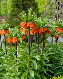 Fritillaria Imperialis 'Rubra' 13 Fritillaria Imperialis 'Rubra' -Flowers Sales Store fritillaria imperialis rubra 8