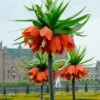 Fritillaria Imperialis 'Rubra' 2 Fritillaria Imperialis 'Rubra' -Flowers Sales Store fritillaria imperialis rubra 9
