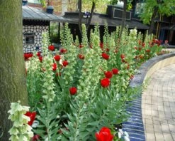 Fritillaria 'Ivory Bells' -Flowers Sales Store fritillaria ivory bells 1