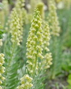 Fritillaria 'Ivory Bells' -Flowers Sales Store fritillaria ivory bells 1 f14ce393 1f05 4265 9fce 90b3b1a4a411