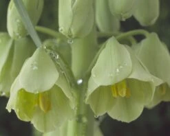 Fritillaria 'Ivory Bells' -Flowers Sales Store fritillaria ivory bells 2 ea5590de bb49 4664 b895 2c5d7f7bd8ec