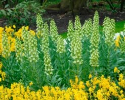 Fritillaria 'Ivory Bells' -Flowers Sales Store fritillaria ivory bells 3