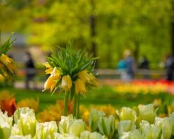 Fritillaria Imperialis 'Lutea' 22 Fritillaria Imperialis 'Lutea' -Flowers Sales Store fritillaria lutea 1