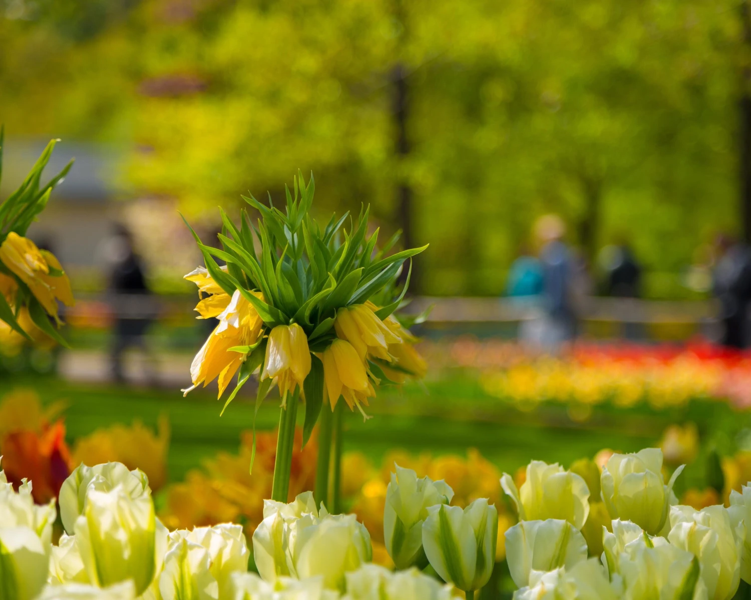 Fritillaria Imperialis 'Lutea' 11 Fritillaria Imperialis 'Lutea' - Image 9