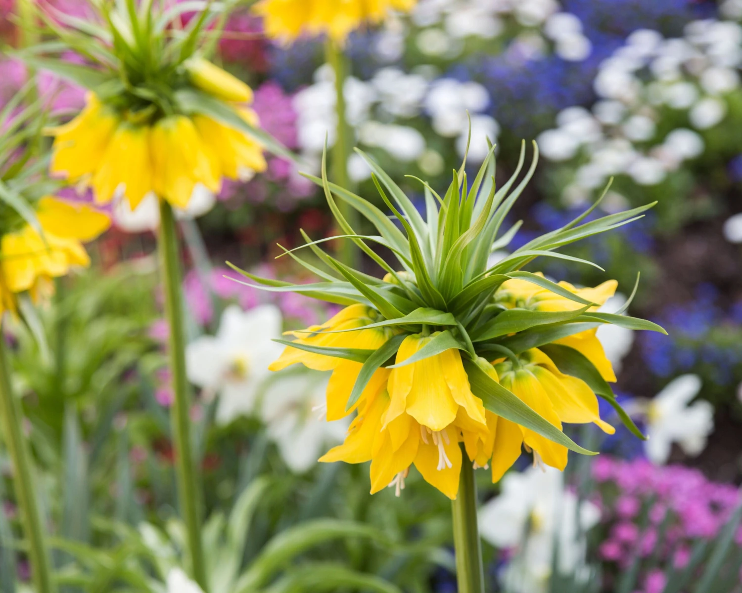 Fritillaria Imperialis 'Lutea' 9 Fritillaria Imperialis 'Lutea' - Image 7