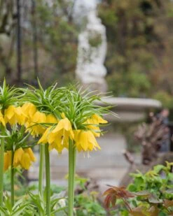 Fritillaria Imperialis 'Lutea' 16 Fritillaria Imperialis 'Lutea' -Flowers Sales Store fritillaria lutea 3