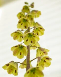 Fritillaria 'Magic Bells' -Flowers Sales Store fritillaria magic bells 3