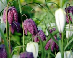 Fritillaria Meleagris 'Mix' -Flowers Sales Store fritillaria meleagris 0