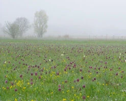 Fritillaria Meleagris 'Mix' -Flowers Sales Store fritillaria meleagris 1