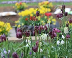 Fritillaria Meleagris 'Mix' -Flowers Sales Store fritillaria meleagris 1 6f10ca71 ff08 4979 82a2 b20a5efe9102