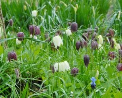 Fritillaria Meleagris 'Mix' -Flowers Sales Store fritillaria meleagris 2