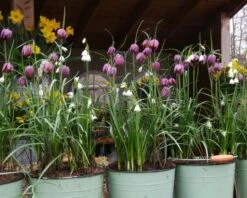 Fritillaria Meleagris 'Mix' -Flowers Sales Store fritillaria meleagris 2 7a4c77d1 ea89 457b 8629 0e4d6a6c3843